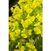 Kategorie <b>Stauden </b> - Euphorbia cornigera 'Goldener Turm' ca. 9x9 cm Topf (Wuchs jahreszeitlich)
