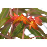 Kategorie <b>Stauden </b> - Euphorbia griffithii 'Fireglow' ca. 11x11 cm Topf (Wuchs jahreszeitlich)