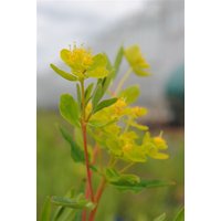 Kategorie <b>Stauden </b> - Euphorbia palustris ca. 9x9 cm Topf (Wuchs jahreszeitlich)
