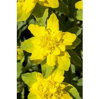 Kategorie <b>Stauden </b> - Euphorbia polychroma ca. 9x9 cm Topf (Wuchs jahreszeitlich)