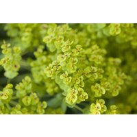 Kategorie <b>Produkt nicht gewünscht </b> - Euphorbia seguieriana ssp.niciciana ca. 9x9 cm Topf (Wuchs jahreszeitlich)