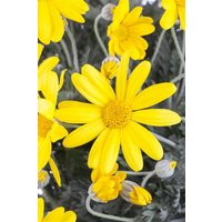 Kategorie <b>Stauden </b> - Euryops chrysanthemoides P 1 (Wuchs jahreszeitlich)
