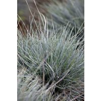Kategorie <b>Produkt nicht gewünscht </b> - Festuca cinerea 'Azurit' ca. 9x9 cm Topf (Wuchs jahreszeitlich)