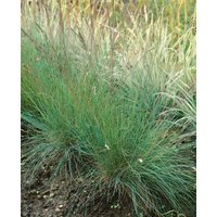 Kategorie <b>Produkt nicht gewünscht </b> - Festuca cinerea 'Golden Toupee' ca. 9x9 cm Topf (Wuchs jahreszeitlich)