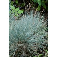 Kategorie <b>Produkt nicht gewünscht </b> - Festuca cinerea 'Silberreiher' ca. 9x9 cm Topf (Wuchs jahreszeitlich)
