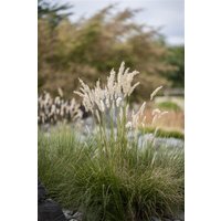 Gräser - Festuca gigantea ca. 9x9 cm Topf (Wuchs jahreszeitlich)