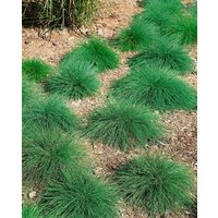 Kategorie <b>Produkt nicht gewünscht </b> - Festuca ovina ca. 9x9 cm Topf (Wuchs jahreszeitlich)