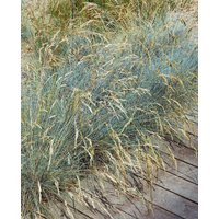 Kategorie <b>Produkt nicht gewünscht </b> - Festuca valesiaca 'Glaucantha' ca. 9x9 cm Topf (Wuchs jahreszeitlich)