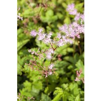 Kategorie <b>Produkt nicht gewünscht </b> - Filipendula palmata 'Kahome' ca. 9x9 cm Topf (Wuchs jahreszeitlich)