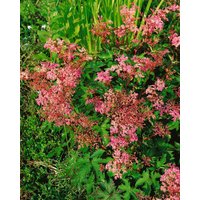 Kategorie <b>Produkt nicht gewünscht </b> - Filipendula palmata 'Nana' ca. 9x9 cm Topf (Wuchs jahreszeitlich)