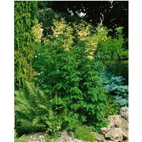 Kategorie <b>Produkt nicht gewünscht </b> - Filipendula ulmaria ca. 9x9 cm Topf (Wuchs jahreszeitlich)
