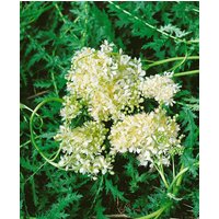 Kategorie <b>Produkt nicht gewünscht </b> - Filipendula vulgaris ca. 9x9 cm Topf (Wuchs jahreszeitlich)