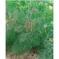 Kategorie <b>Produkt nicht gewünscht </b> - Foeniculum vulgare 'Atropurpureum' ca. 9x9 cm Topf (Wuchs jahreszeitlich)