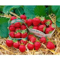 Kategorie <b>Obst </b> - Fragaria 'Mara des Bois' -S- CAC ca. 9x9 cm Topf (Wuchs jahreszeitlich)
