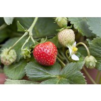 Kategorie <b>Produkt nicht gewünscht </b> - Fragaria x ananassa 'Mieze Schindler' CAC ca. 9x9 cm Topf (Wuchs jahreszeitlich)