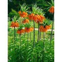 Kategorie <b>Produkt nicht gewünscht </b> - Fritillaria imperialis 'Rubra Maxima' 2-3 Liter Container (Wuchs jahreszeitlich)