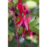 Kategorie <b>Produkt nicht gewünscht </b> - Fuchsia magellanica 'M.Popple' ca. 9x9 cm Topf (Wuchs jahreszeitlich)