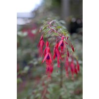 Kategorie <b>Produkt nicht gewünscht </b> - Fuchsia magellanica 'Tenella' ca. 11x11 cm Topf (Wuchs jahreszeitlich)
