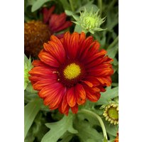 Kategorie <b>Produkt nicht gewünscht </b> - Gaillardia x grandiflora 'Burgunder' ca. 9x9 cm Topf (Wuchs jahreszeitlich)