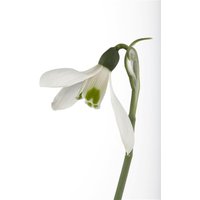 Kategorie <b>Stauden </b> - Galanthus nivalis ca. 9x9 cm Topf (Wuchs jahreszeitlich)