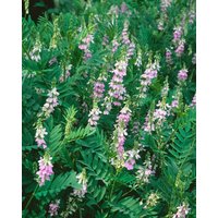 Kategorie <b>Produkt nicht gewünscht </b> - Galega officinalis ca. 9x9 cm Topf (Wuchs jahreszeitlich)