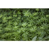 Kräuter- und Teepflanzen - Galium odoratum ca. 9x9 cm Topf (Wuchs jahreszeitlich)
