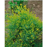 Kategorie <b>Blütensträucher und Ziergehölze </b> - Genista anglica 2 Liter Container (Wuchs jahreszeitlich)