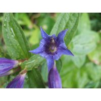 Stauden - Gentiana asclepiadea ca. 9x9 cm Topf (Wuchs jahreszeitlich)