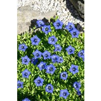 Kategorie <b>Stauden </b> - Gentiana dahurica ca. 9x9 cm Topf (Wuchs jahreszeitlich)
