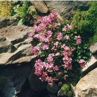 Kategorie <b>Produkt nicht gewünscht </b> - Geranium dalmaticum 'Bressingham Pink' ca. 9x9 cm Topf (Wuchs jahreszeitlich)