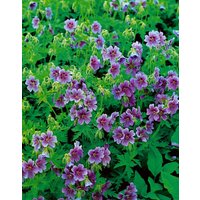 Kategorie <b>Stauden </b> - Geranium himalayense ca. 9x9 cm Topf (Wuchs jahreszeitlich)