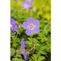 Kategorie <b>Stauden </b> - Geranium himalayense 'Baby Blue' ca. 9x9 cm Topf (Wuchs jahreszeitlich)