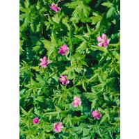 Kategorie <b>Produkt nicht gewünscht </b> - Geranium palustre ca. 9x9 cm Topf (Wuchs jahreszeitlich)
