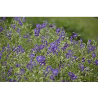 Stauden - Geranium phaeum 'Lily Lovell' ca. 9x9 cm Topf (Wuchs jahreszeitlich)