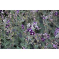 Kategorie <b>Stauden </b> - Geranium phaeum 'Samobor' ca. 9x9 cm Topf (Wuchs jahreszeitlich)