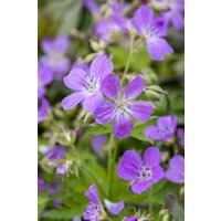 Kategorie <b>Produkt nicht gewünscht </b> - Geranium pratense ca. 9x9 cm Topf (Wuchs jahreszeitlich)
