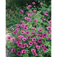 Kategorie <b>Produkt nicht gewünscht </b> - Geranium psilostemon 2-3 Liter Container (Wuchs jahreszeitlich)