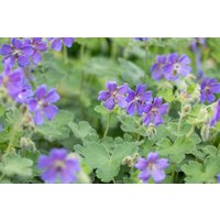 Kategorie <b>Produkt nicht gewünscht </b> - Geranium renardii 'Philippe Vapelle' ca. 9x9 cm Topf (Wuchs jahreszeitlich)