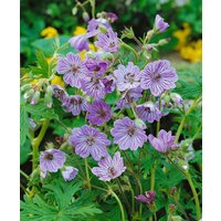 Kategorie <b>Stauden </b> - Geranium renardii 'Terre Franche' ca. 9x9 cm Topf (Wuchs jahreszeitlich)