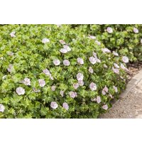 Kategorie <b>Stauden </b> - Geranium sanguineum v.striatum 'Apfelblüte' ca. 9x9 cm Topf (Wuchs jahreszeitlich)