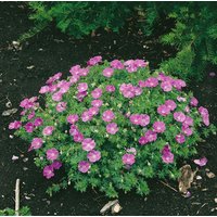 Kategorie <b>Produkt nicht gewünscht </b> - Geranium sanguineum 'Nanum' ca. 9x9 cm Topf (Wuchs jahreszeitlich)