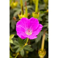 Kategorie <b>Stauden </b> - Geranium sanguineum 'Shooting Star' ca. 9x9 cm Topf (Wuchs jahreszeitlich)