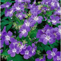 Kategorie <b>Produkt nicht gewünscht </b> - Geranium sylvaticum ca. 9x9 cm Topf (Wuchs jahreszeitlich)