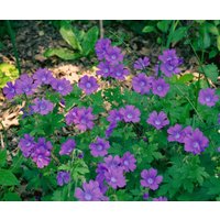 Kategorie <b>Stauden </b> - Geranium sylvaticum 'Birch Lilac' ca. 9x9 cm Topf (Wuchs jahreszeitlich)