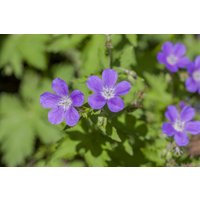 Kategorie <b>Produkt nicht gewünscht </b> - Geranium sylvaticum 'Mayflower' ca. 9x9 cm Topf (Wuchs jahreszeitlich)
