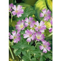 Kategorie <b>Stauden </b> - Geranium versicolor ca. 9x9 cm Topf (Wuchs jahreszeitlich)
