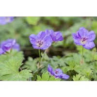 Kategorie <b>Produkt nicht gewünscht </b> - Geranium wallichianum 'Rozanne' -R- ca. 11x11 cm Topf (Wuchs jahreszeitlich)