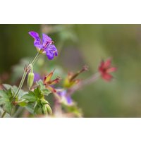 Kategorie <b>Produkt nicht gewünscht </b> - Geranium wlassovianum ca. 9x9 cm Topf (Wuchs jahreszeitlich)