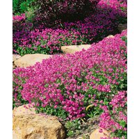 Kategorie <b>Stauden </b> - Geranium x cantabrigiense 'Cambridge' ca. 9x9 cm Topf (Wuchs jahreszeitlich)