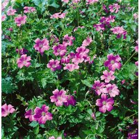Kategorie <b>Stauden </b> - Geranium x oxonianum ca. 9x9 cm Topf (Wuchs jahreszeitlich)